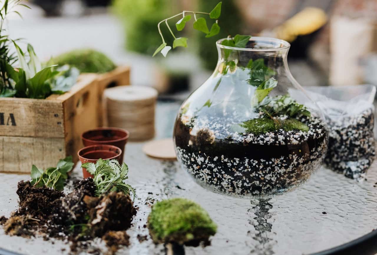 Growing Plants DIY